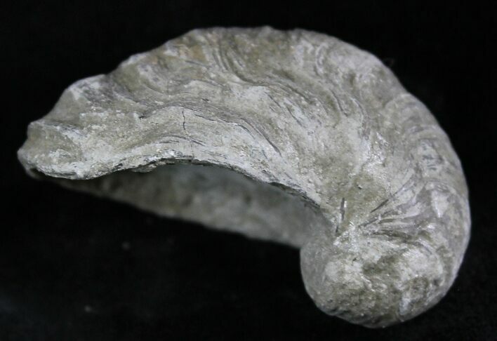 Gryphaea (Devil's Toenail) Fossil Oyster - Jurassic #25982